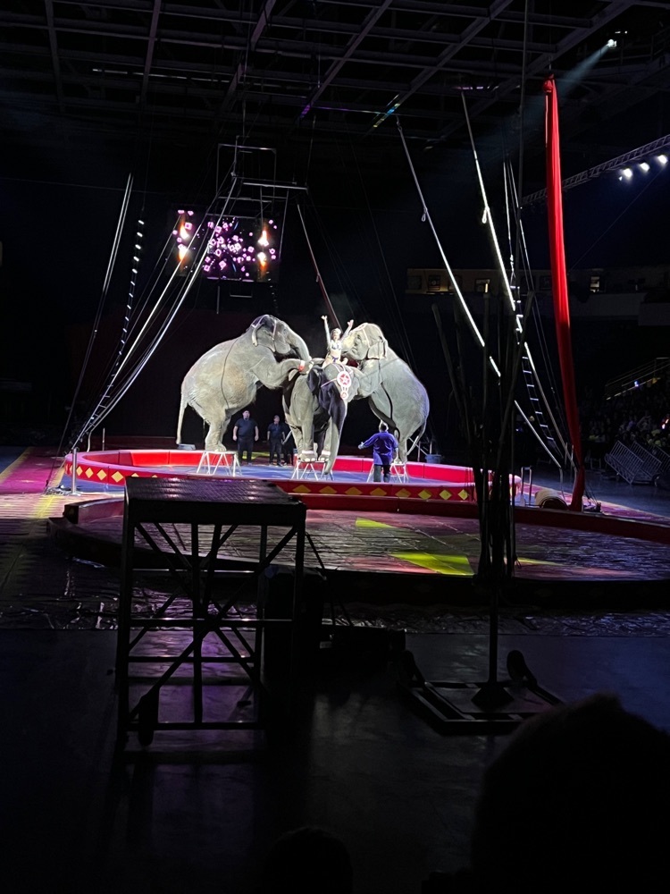 elephants at the circus 